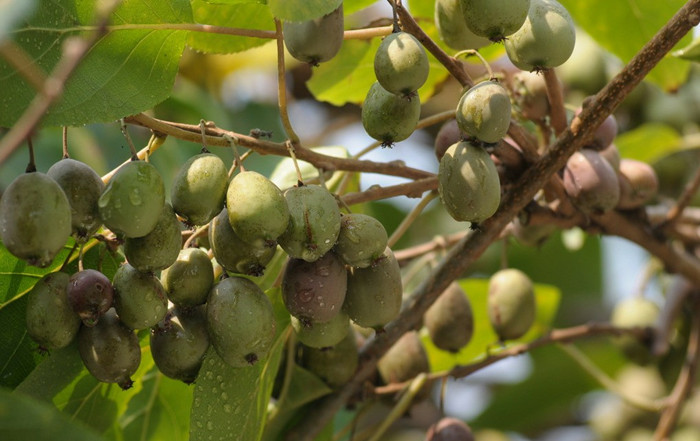 Ұ��⨺���